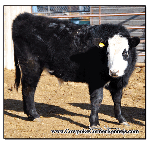 4-H-Steer 0872