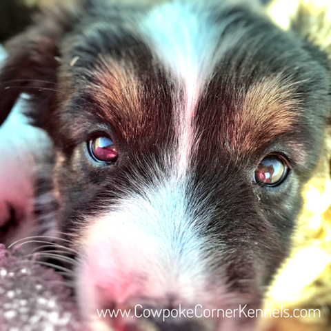 Atreyu-mini-aussie 6898