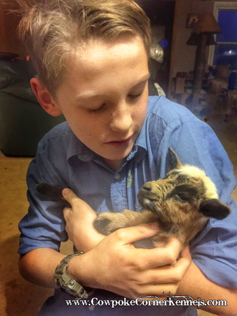 baby-goat-and-Adien