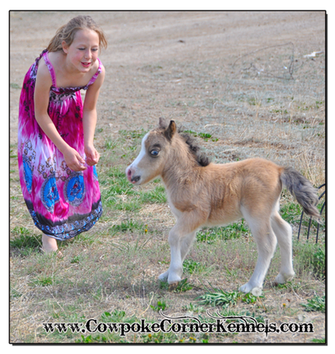 Baby-Miniature-horse 0889