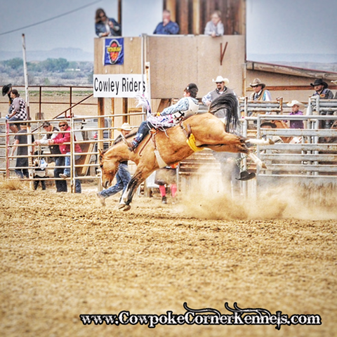 bareback8