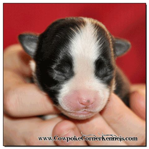 Black-tri-female-miniature-australian-shepherd 0325