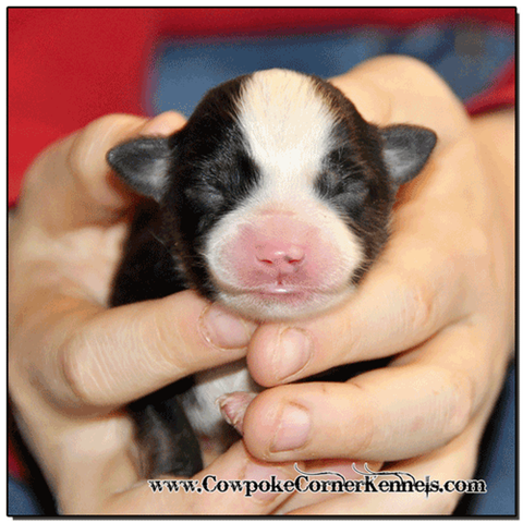 Black-tri-female-miniature-australian-shepherd 0316