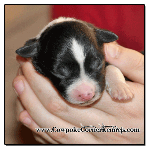 Black-tri-male-miniature-australian-shepherd 0340