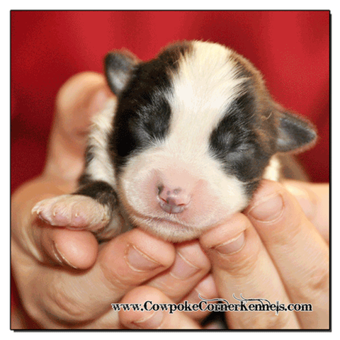 Black-tri-male-miniature-australian-shepherd 0360