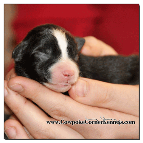 Black-tri-male-miniature-australian-Shepherd 0334