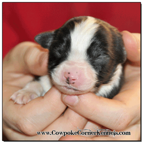 Black-tri-miniature-australian-shepherd 0345