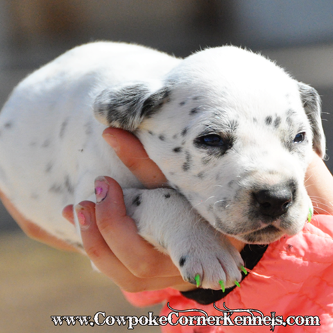 Blaze-dalmatian-puppy 0958