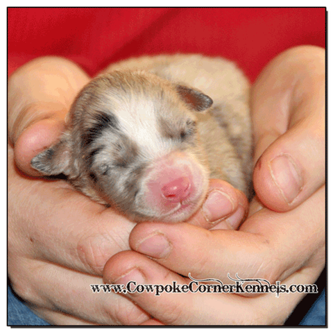 Blue-Merle-female-Australina-Shepherd 0283