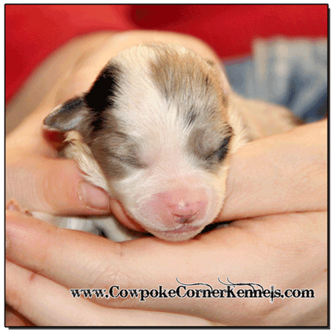 Blue-merle-female-miniature-australian-shepherd 0310