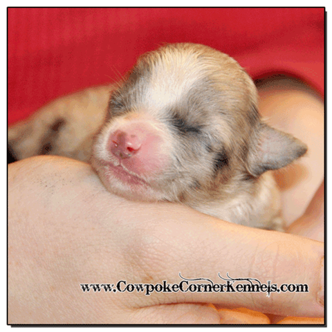Blue-Merle-Female-Miniature-Austrlian-Shepherd 0294