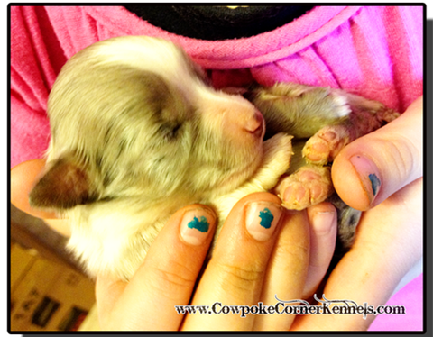 Blue-merle-mini-aussie 5910