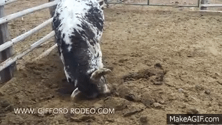 Brahma Excavation Dick Gifford Rodeo