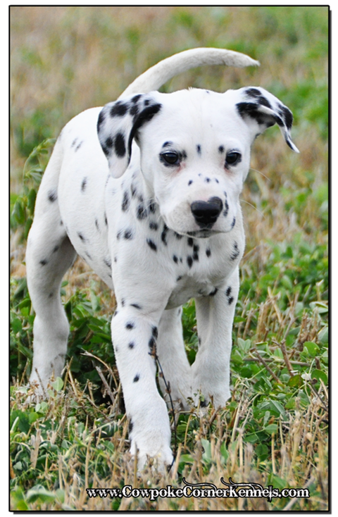 Bronco-Dalmatian 0612
