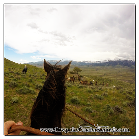 Bucking-horse-gather