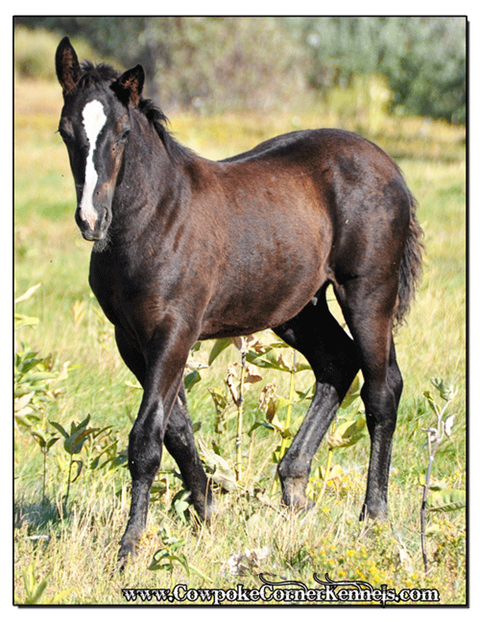 Bucking-horse 0144
