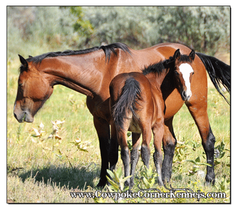 Bucking-horse 0149