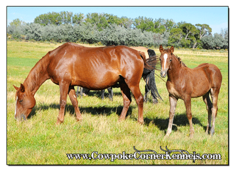 Bucking-horse 0158