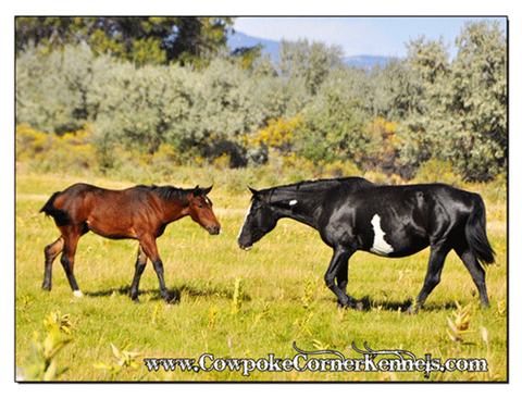 Bucking-horse 0175