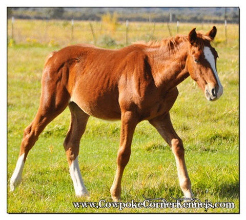 Bucking-horse 0194