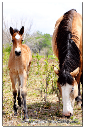 Bucking-horse 0428