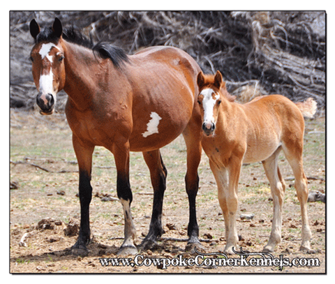 Bucking-horse 0463