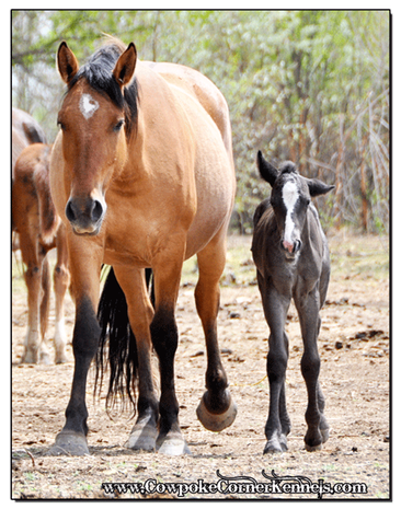 Bucking-horse 0486