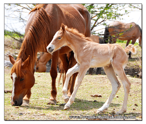 Bucking-horse 0563