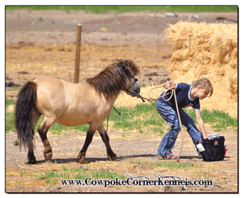 Buckskin-mini-pony 0050