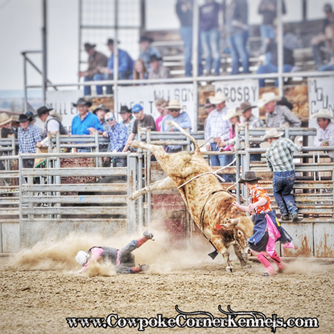 bull-rider