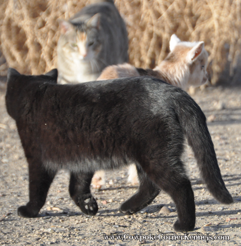 cats-and-goat 0874