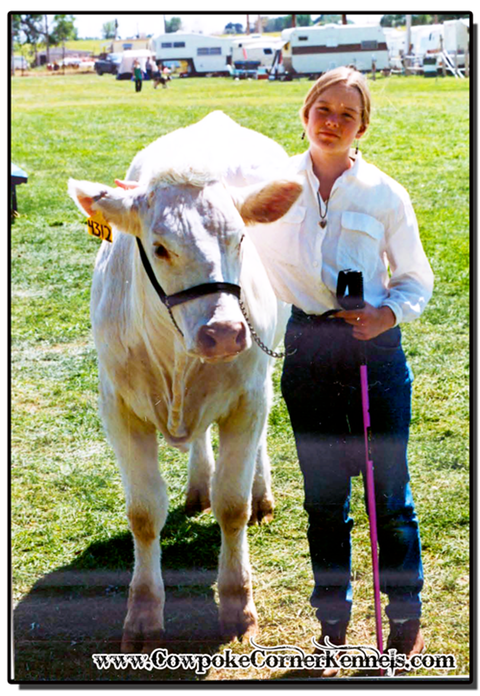 Charolais-show-heifer
