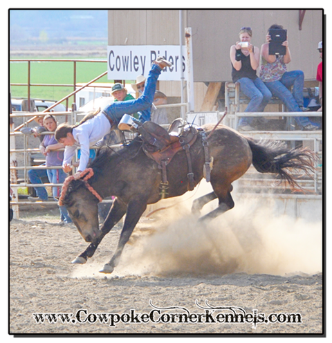 Cowgirl-Bronc-Rider-Cayde 0657