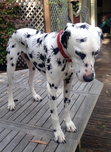 Dalmatian Spider