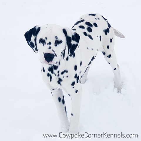 dalmatianDanandSis-8273