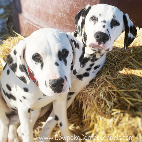 dalmatianDanandSis-8510