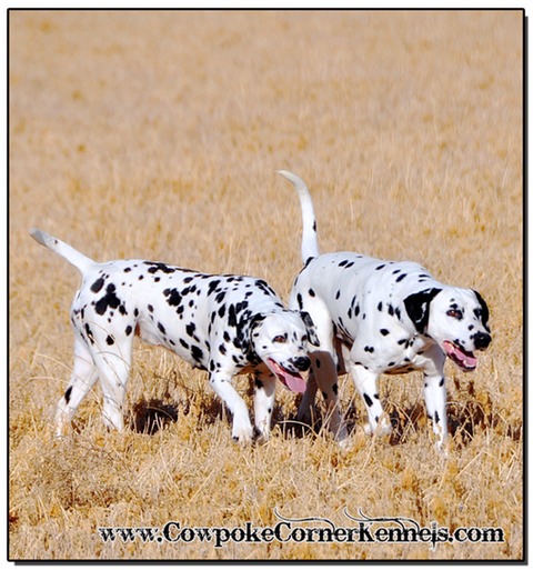 Elvis-and-Delilah 1584