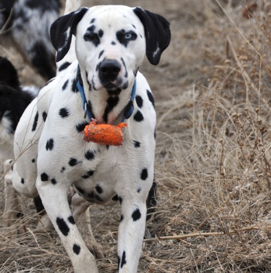 Elvis_0351