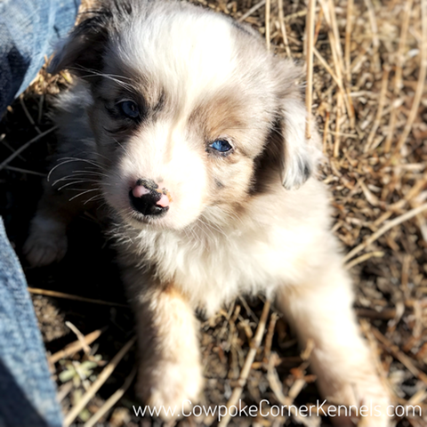 Finley-mini-aussie 6855
