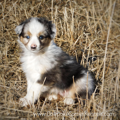 Finn-mini-Aussie 7001