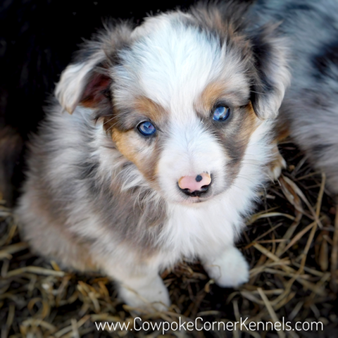 Finn-Mini-aussie 7003