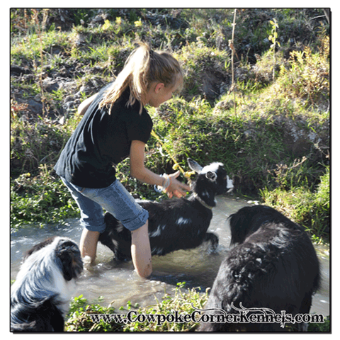 Goat-Bath 0407
