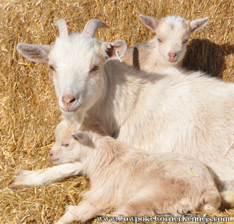Goat-family 0269