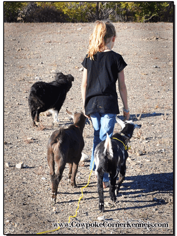 Goats 0377