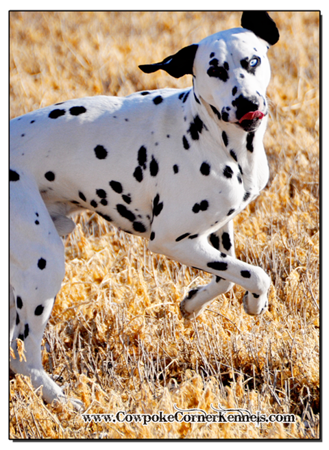 Goofy-Dalmatian 1646