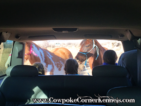 horses-out-the-suburban