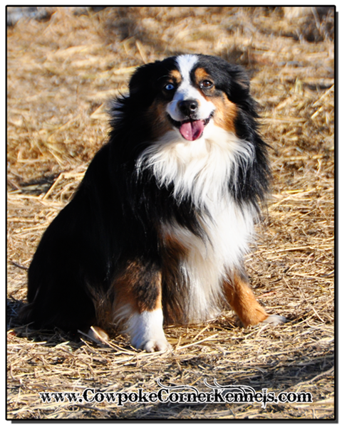 Jack-blue-eye-tri-mini-aussie
