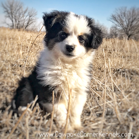 Jamie-toy-aussie 6932