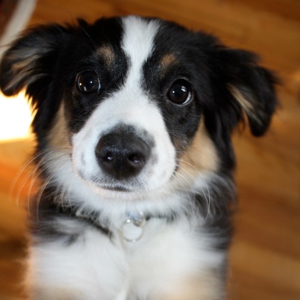 Joey (Rainy:Jack cross)