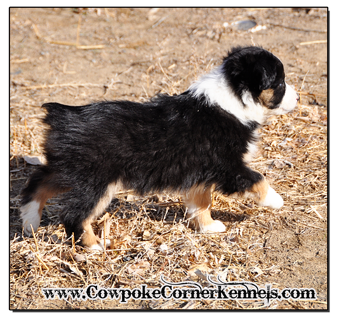 Loper-mini-aussie 0493